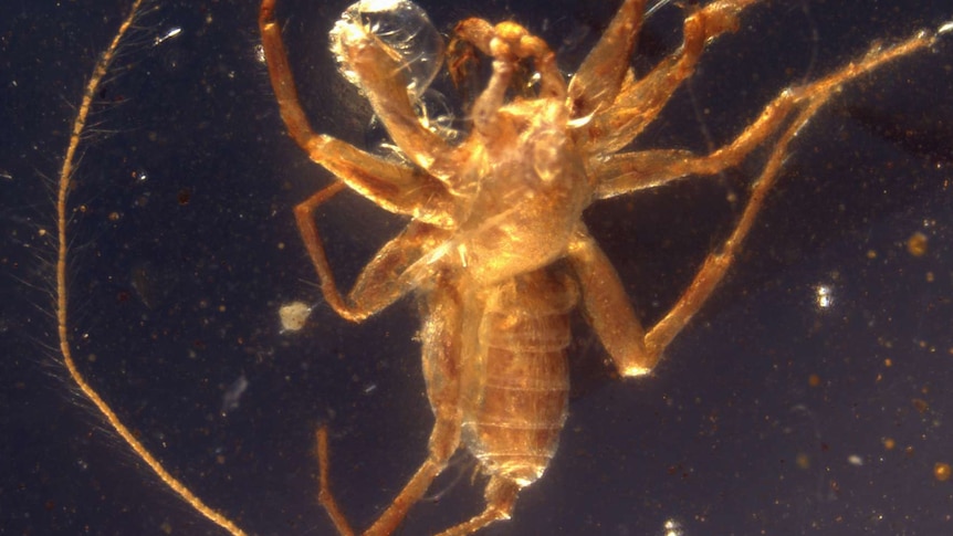 Chimera spider fossil