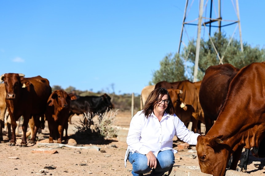 A woman kneeling in a paddock next to cattle.