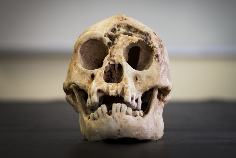 A homonid skull.