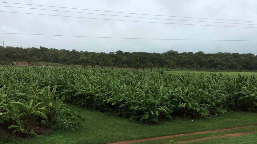 Banana plants blown by wind at Yirrkala banana plantation.