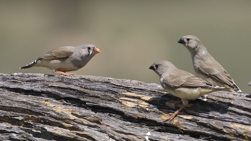 Three zebra finches on a tree branch.