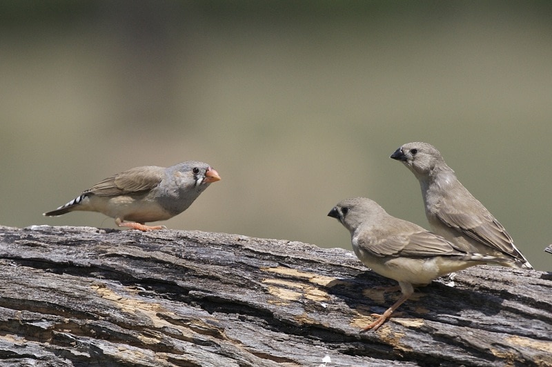 Three zebra finches on a tree branch.