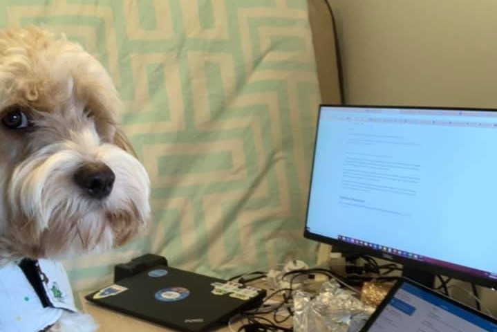 A white dog is perched at the desk, posing in front of a computer screen. He looks concerned.