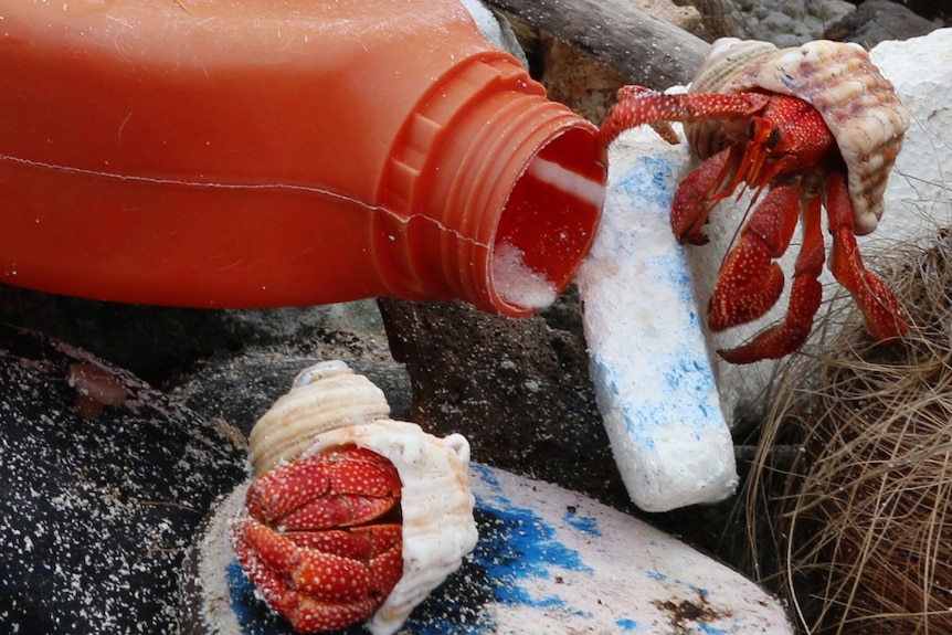 Hermit crabs near a plastic bottle.