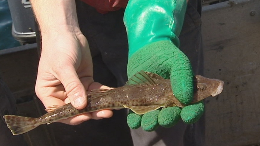 An undersized flathead caught in Tasmania.