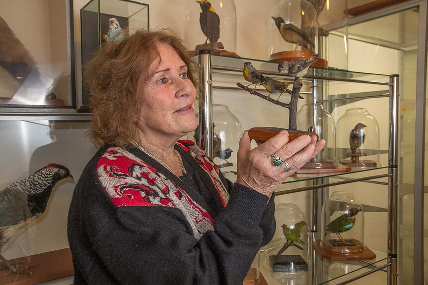 A woman holding stuffed tiny birds on a branch on a stand with other specimens under glass in the background