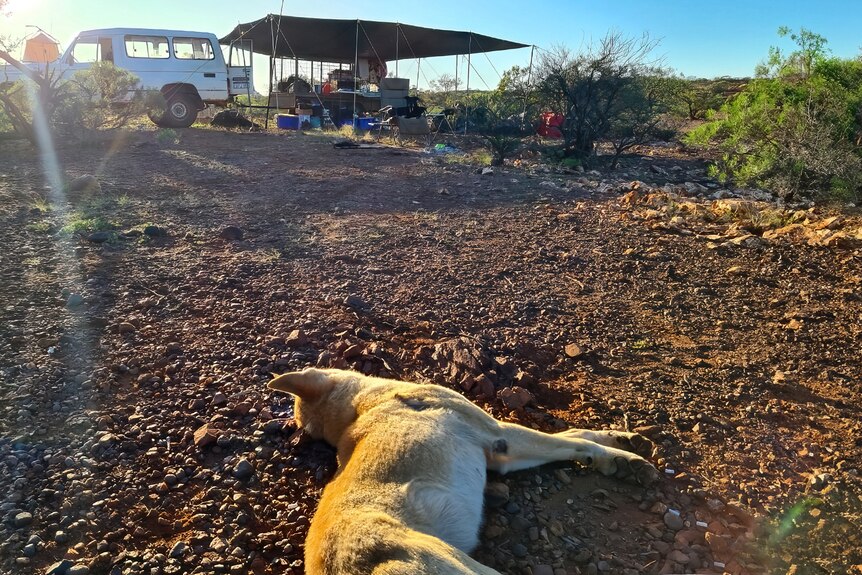 A photo of the dead dingo Chris shot nearby his camp
