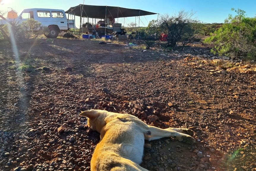 A photo of the dead dingo Chris shot nearby his camp