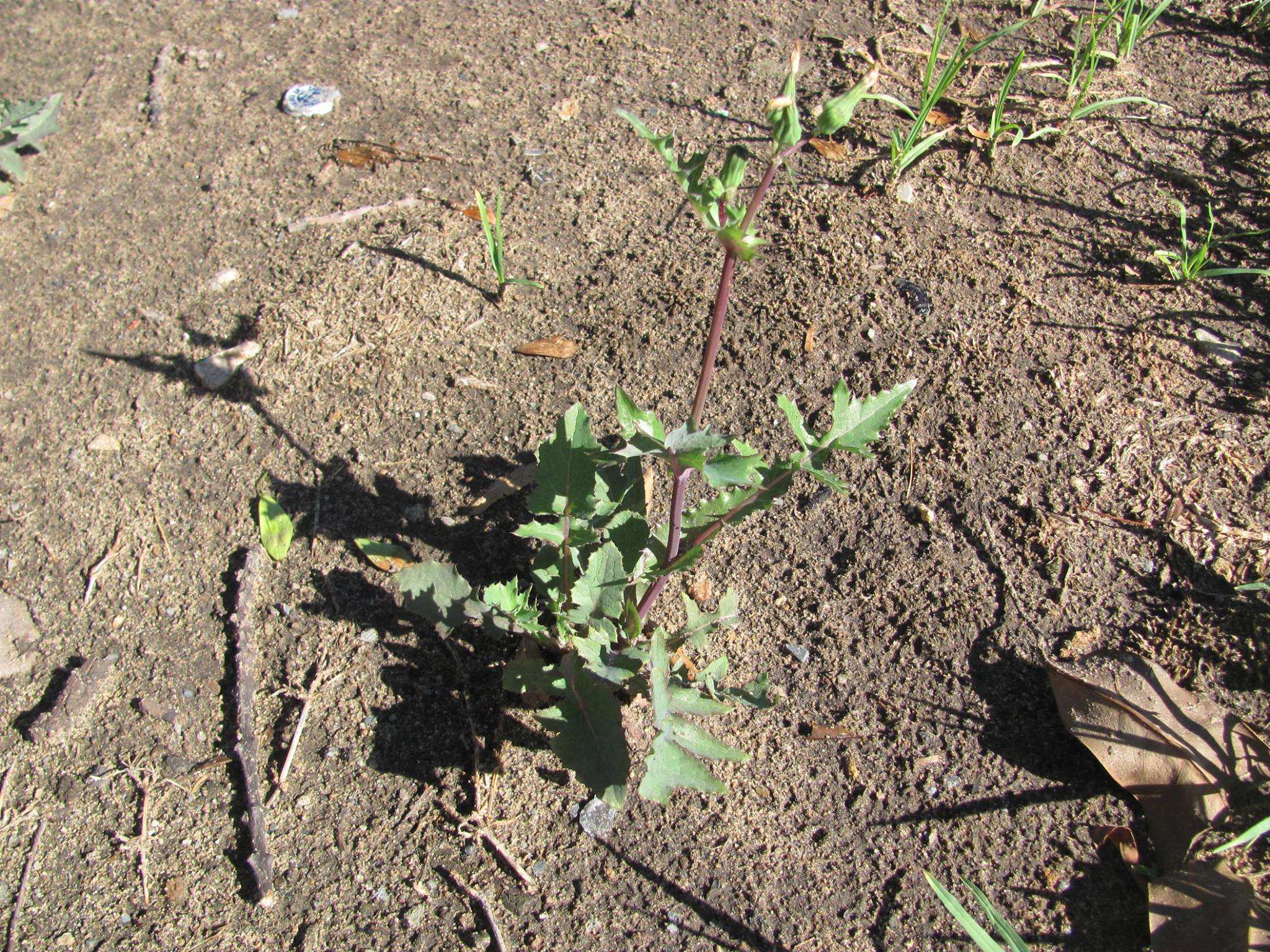 Milk or sow thistle growing in a garden bed.