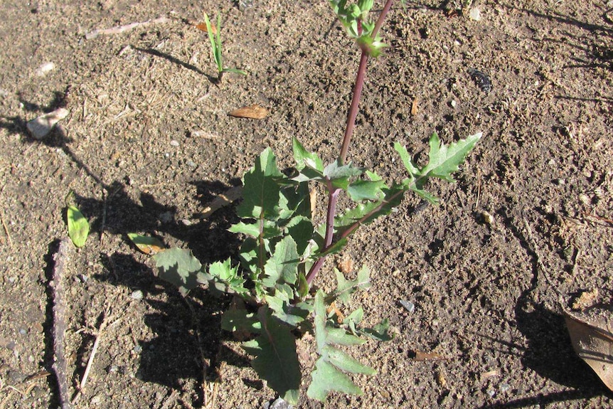 Milk or sow thistle growing in a garden bed.