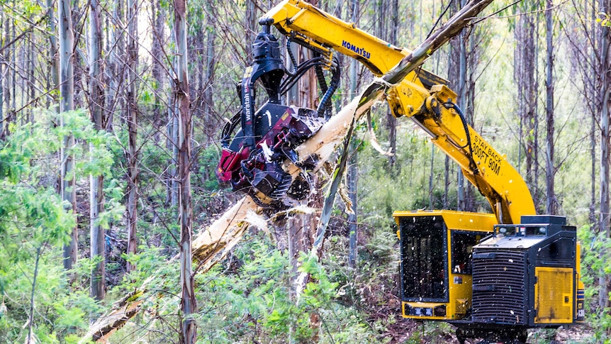 Production forest being thinned in the Florentine, Tasmania