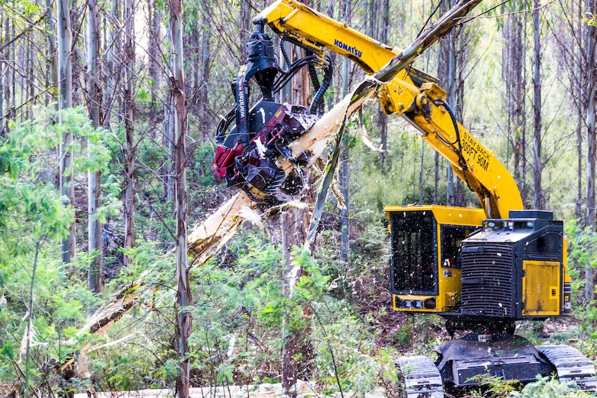Production forest being thinned in the Florentine, Tasmania