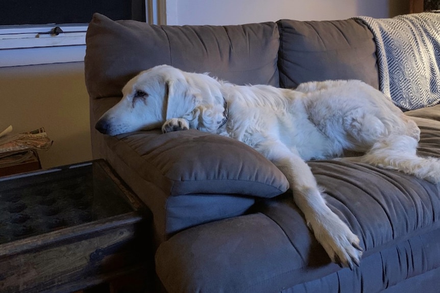 The Cowleys' maremma Gertie lounges out on the family couch.