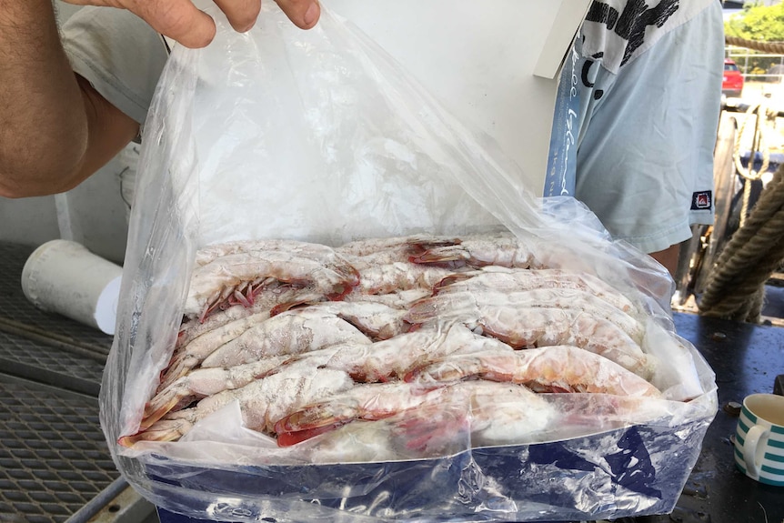 Wild caught, snap frozen tiger prawns are packed neatly in a 3-kilogram box