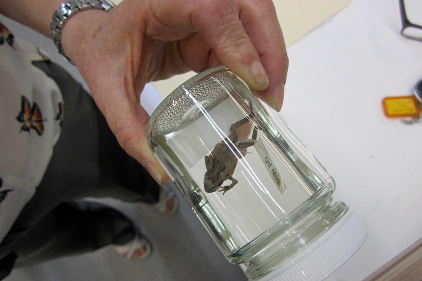 A frog in a sample jar