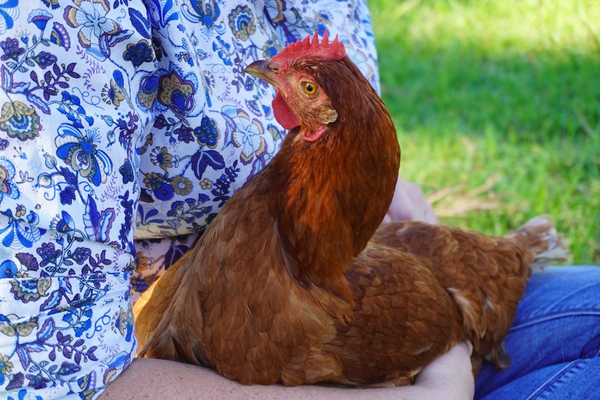 A chicken sitting on a woman's lap.