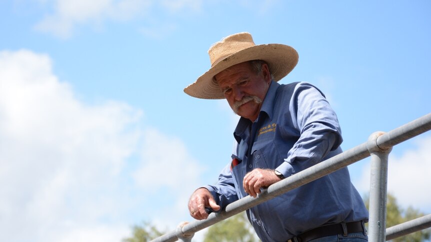 An agent watches proceedings at the Nebo cattle sales