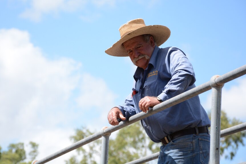 An agent watches proceedings at the Nebo cattle sales
