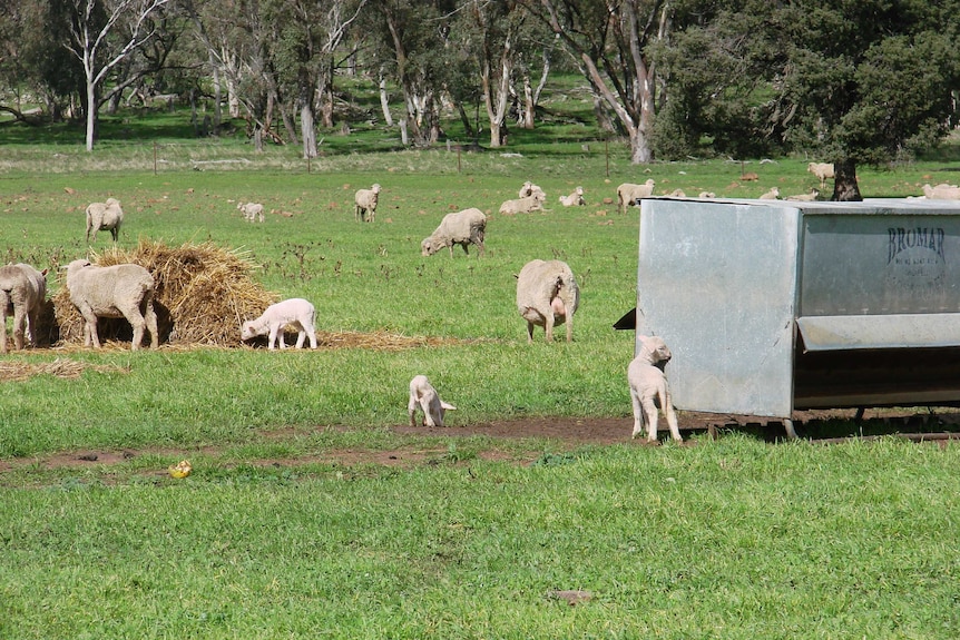 Non mulesed sheep and their lambs