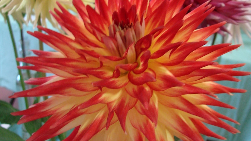 The crowd favourite the red and gold cactus dahlia