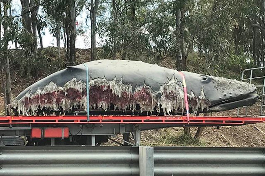 Whale prop on the back of truck.