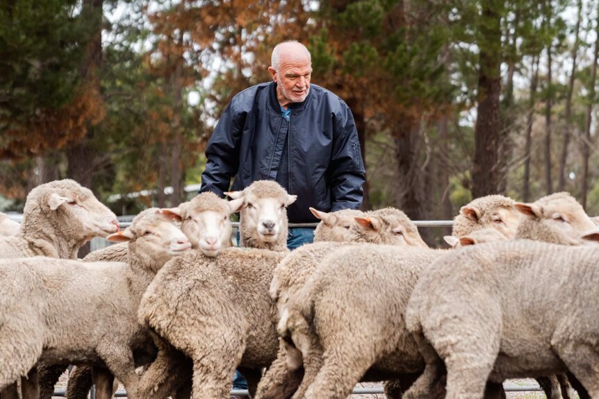 Man looking at flock of sheep in a yard
