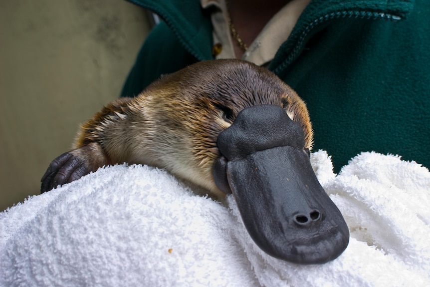 A platypus held in a towel by a zoo employee, their head unseen, in a green jacket