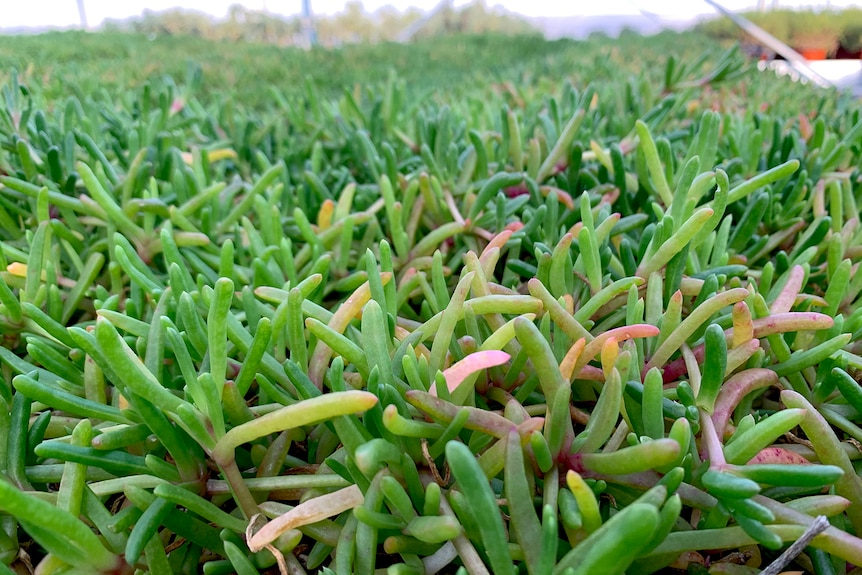 A green coastal succulent growing in a greenhouse. 