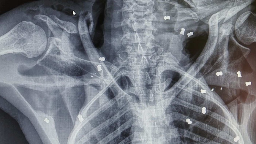 An x-ray of a orangutan's chest with several bullets lodges randomly throughout its torso.