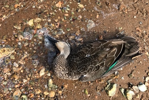 A dead duck lies on sand