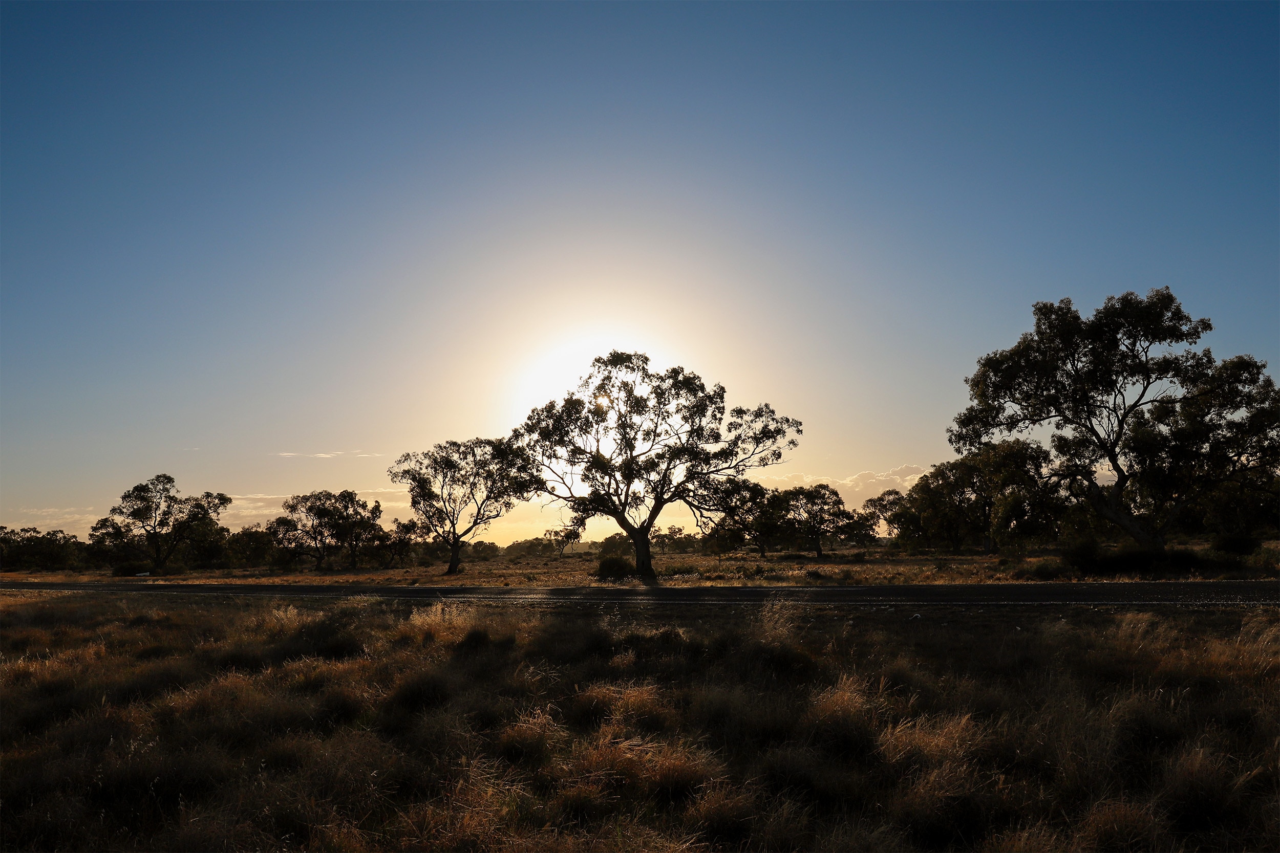 Sun shining through the silhouette of a tree, sky visible behind and scrubby bush in front.