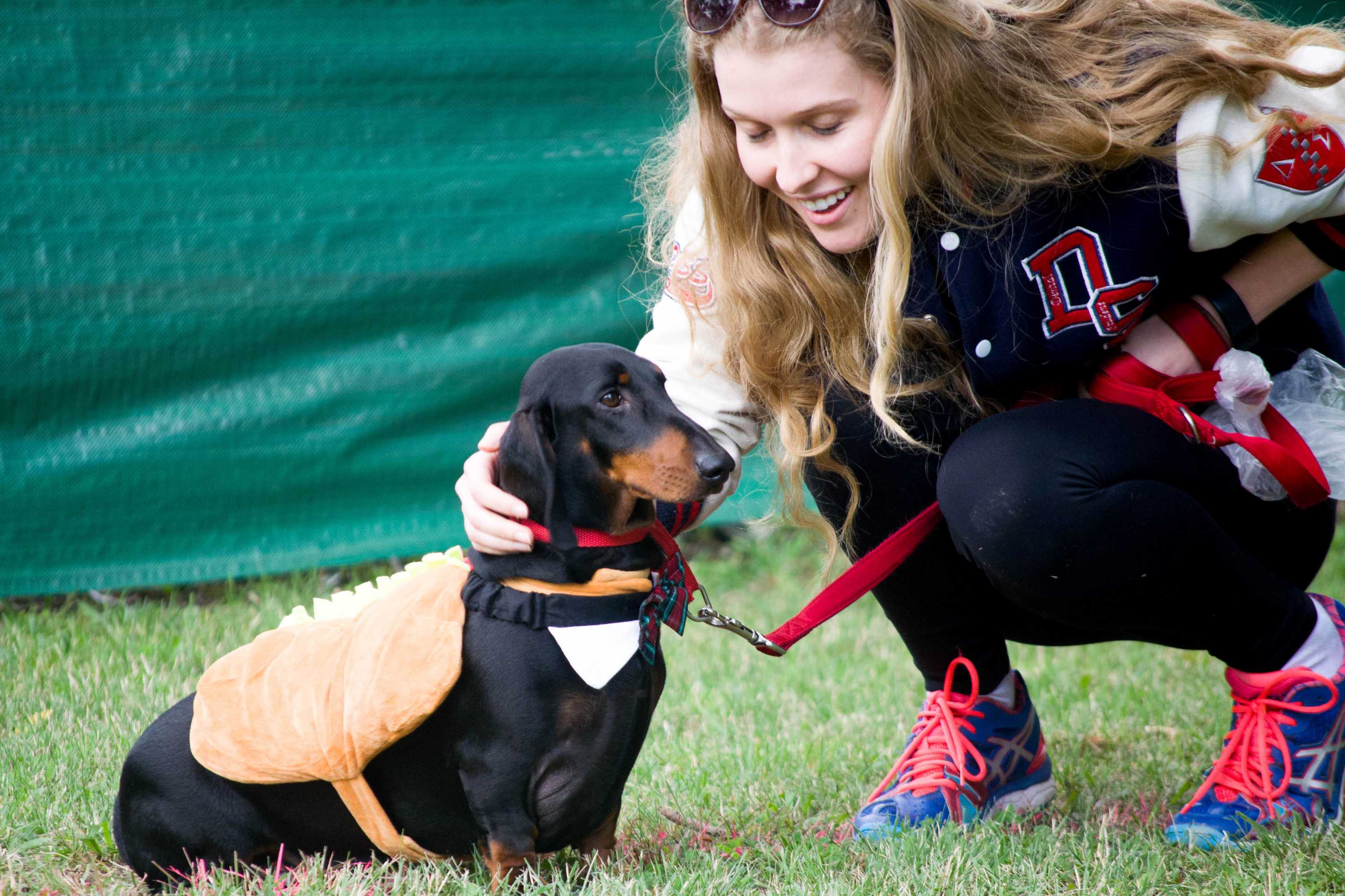 Sausage dog races take centre stage at Bungendore Show ABC News