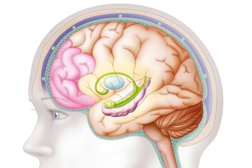Illustration showing the location of the hippocampus.