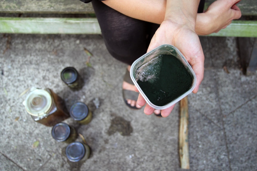 A woman's hand holds powdered algae, used for dying.