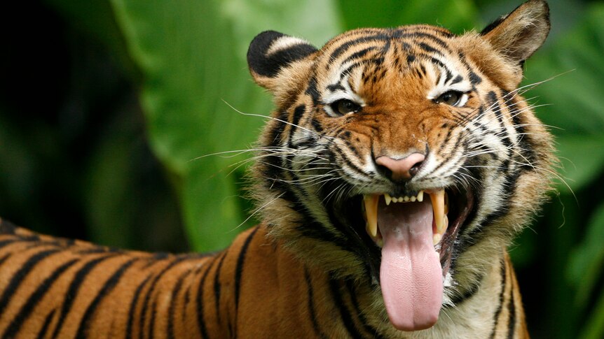 A close up of a Malayan tiger opening its mouth and exposing its large teeth and tongue