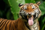 A close up of a Malayan tiger opening its mouth and exposing its large teeth and tongue