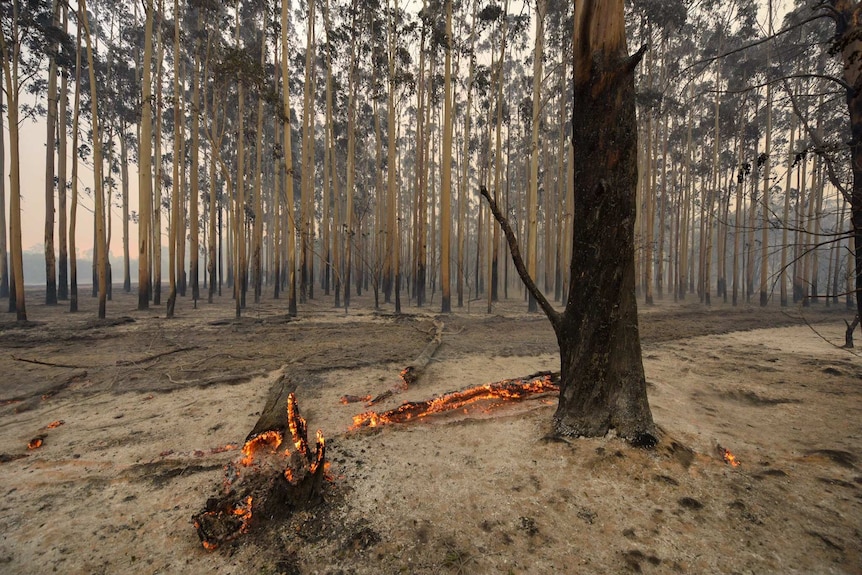 A log smoulders after a bushfire rushed through Yarloop
