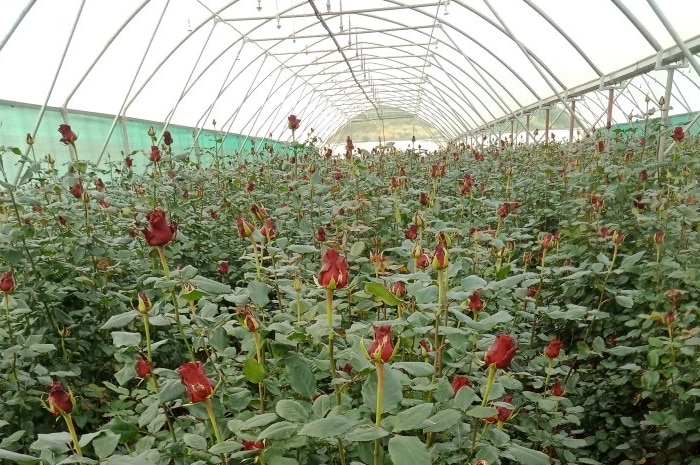 Red roses filling a greenhouse.
