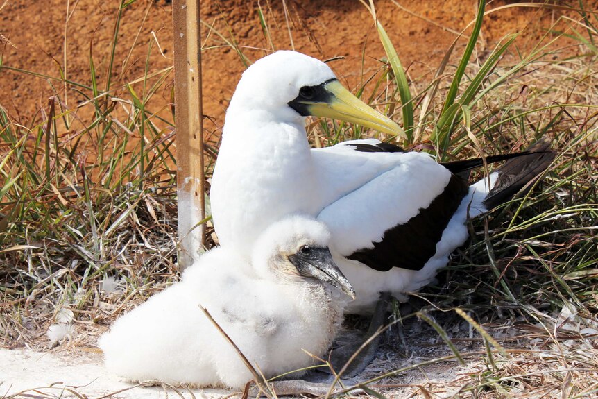 Hundreds of masked booby seabirds make their nests on Phillip Island.