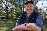 A man holds his hand up with dung beetles on it.