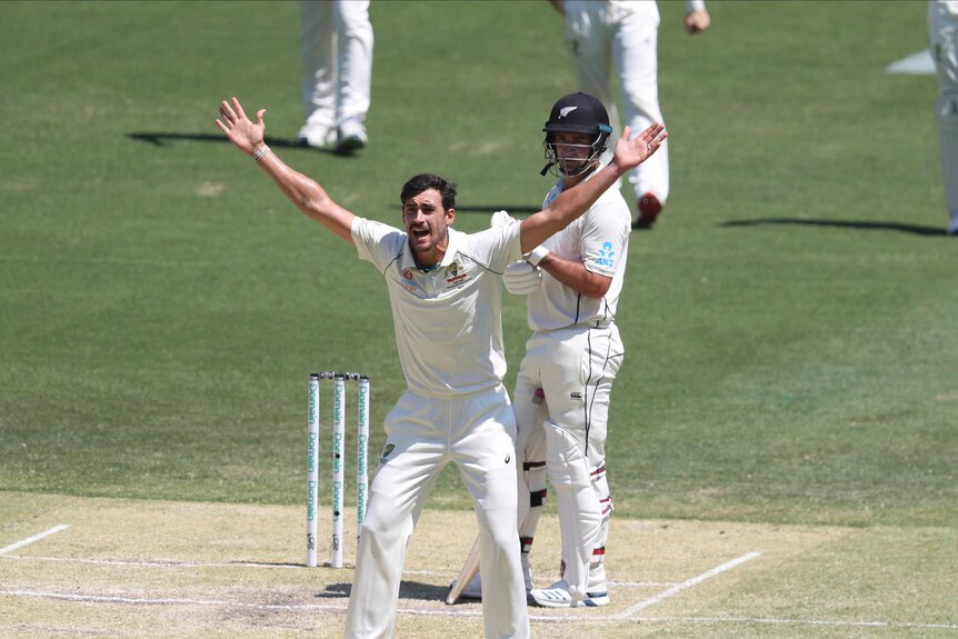 Mitchell Starc turns to appeal to the umpire with both arms raised