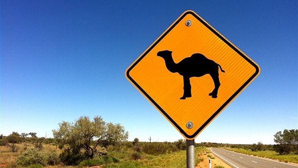 Camel country