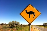 Camel country