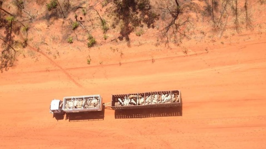 cattle travelling in a truck aerial shot