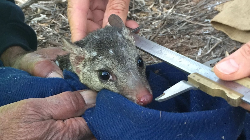 A long-nosed furry animal in a blue cloth is being held by a person, while another person measures its head with a metal ruler.