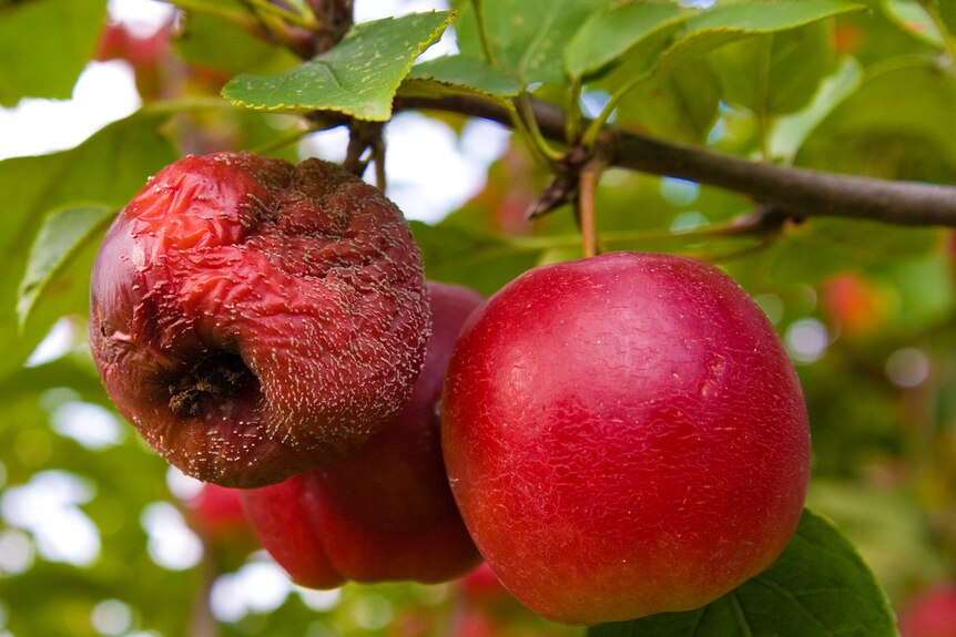 An apple rots on a tree next to another that appears healthy.