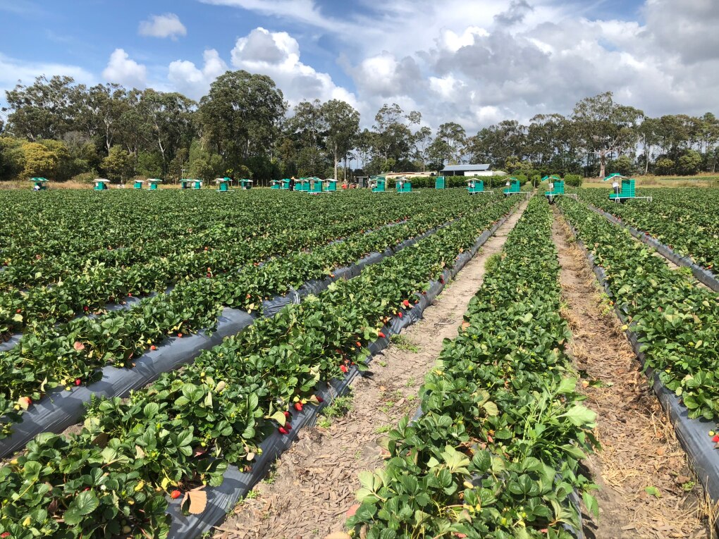Strawberry prices drop as supply increases, growers ask for consumer