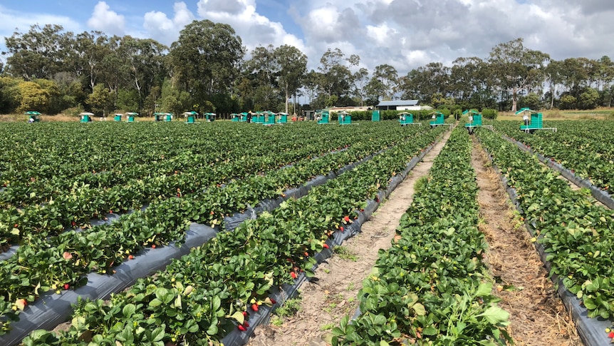 Long rows of strawberries with picking trolleys in the distance.