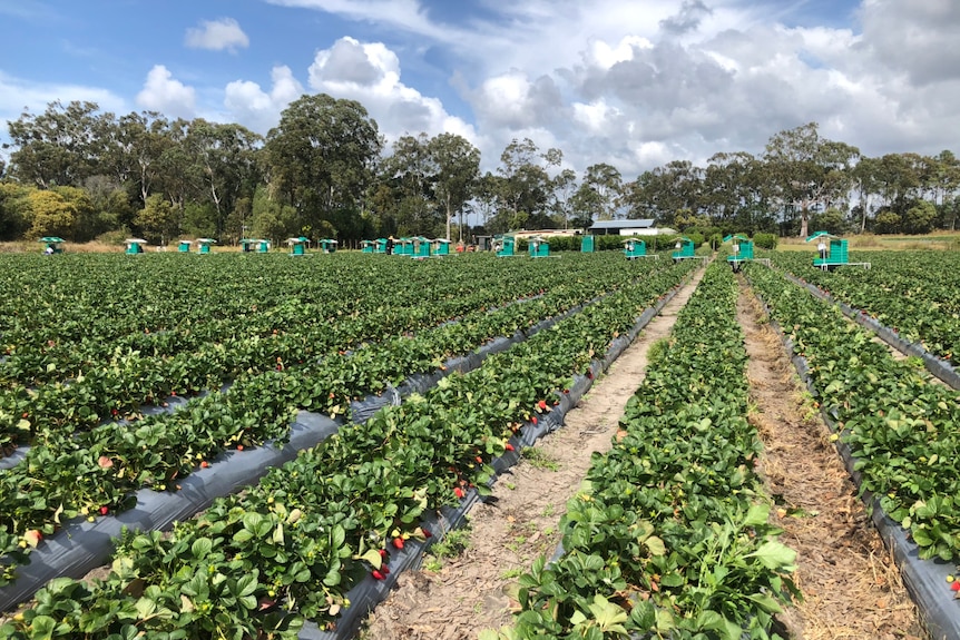 Long rows of strawberries with picking trolleys in the distance.