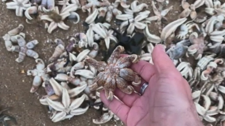 Masses of starfish and crabs dead after cold snap in North Sea